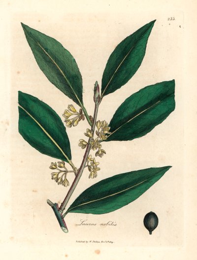 Hojas de laurel dulce con flores amarillas, Laurus nobilis, de una ilustración botánica de James Sowerby de William Woodville y "Medical Botany" de Sir William Jackson Hooker 1832 (grabado en placa de cobre coloreada a mano) de James (after) Sowerby