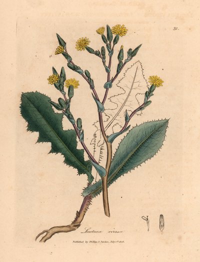 Lechuga silvestre de flores amarillas, Lactuca virosa, de una ilustración botánica de James Sowerby de "Medical Botany" de William Woodville y Sir William Jackson Hooker, 1832 (grabado en placa de cobre coloreada a mano) de James (after) Sowerby