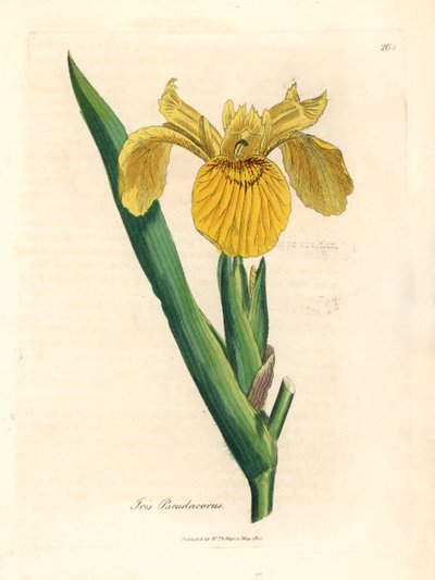 Bandera de agua amarilla, Iris pseudocorus, de una ilustración botánica de James Sowerby de "Medical Botany" de William Woodville y Sir William Jackson Hooker 1832 (grabado en placa de cobre coloreada a mano) de James (after) Sowerby