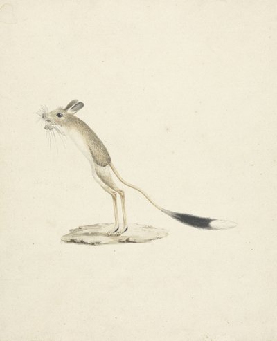 Jerboa No. 4 de James 1730 94 Bruce