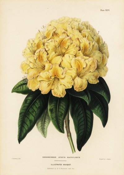 Rhododendron dorado, Rhodendron aureum magniflorum de James Andrews