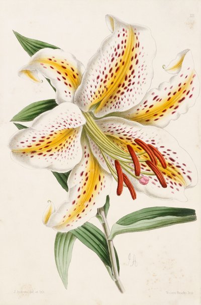 Lirio, de "La Revista Floral", 1861-71 de James Andrews