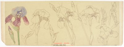 Estudios Botánicos, 1900-30 de James Atherton
