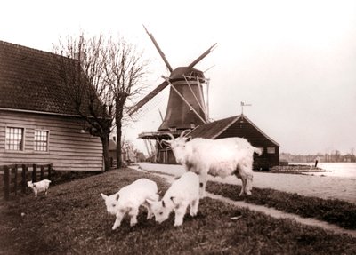 Cabras, Laandam, Países Bajos de James Batkin