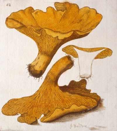 Chanterelle de James Bolton