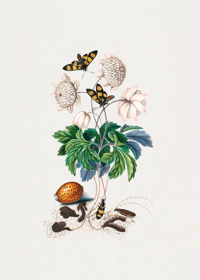 Variedad de flor doble de James Bolton