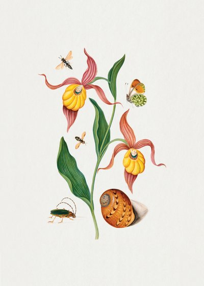 Zapatilla de dama «Orchid» de James Bolton