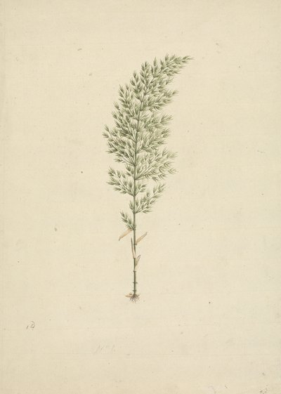 Arundinaria alpina K. Schum. (Bambú africano): dibujo acabado del hábito con raíces de James Bruce