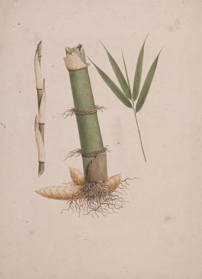 Arundinaria alpina K. Schum. (Bambú africano): dibujo acabado de secciones de tallo y de brote con hojas de James Bruce
