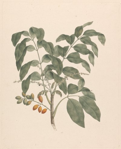 Brucea antidysenterica J. Miller (Árbol de James Bruce): dibujo terminado con el tallo de los frutos añadido de James Bruce