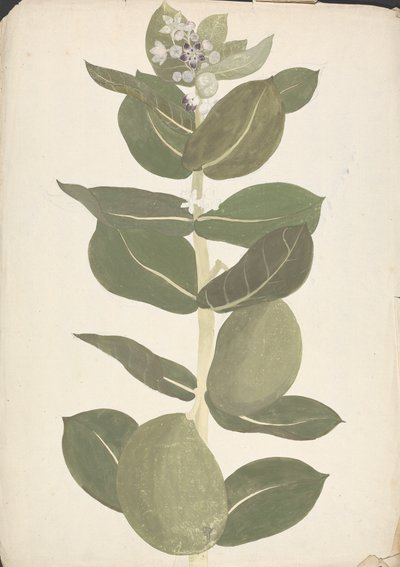 Calotropis procera (Ait.) Ait. f. (Manzano de Sodoma, Árbol auricular): dibujo acabado de planta con flores y frutos de James Bruce