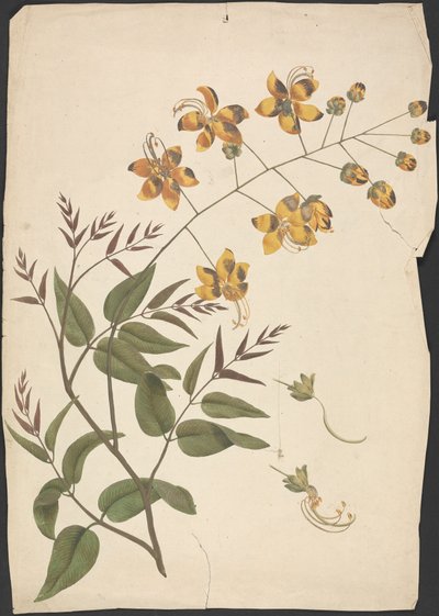 Cassia Fistula (Casia purgante): dibujo acabado de brote frondoso con flores de James Bruce