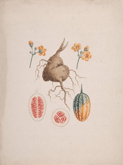Coccinia abyssinica (Lam.): dibujo acabado, el tubérculo y detalle del fruto de James Bruce