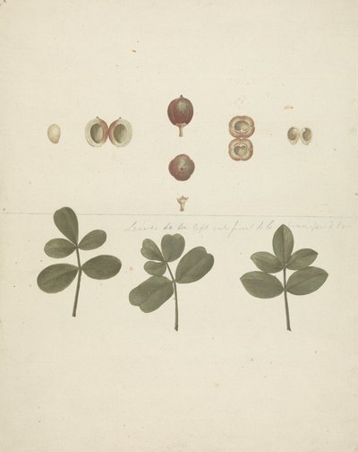 Commiphora gileadensis (L.) C. Chr. (Bálsamo de Gala, Opobalsam): dibujo acabado del fruto, frutos disecados y hojas de James Bruce