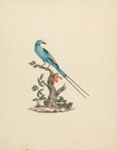 Coracias abyssinicus (Carraca abisinia) de James Bruce
