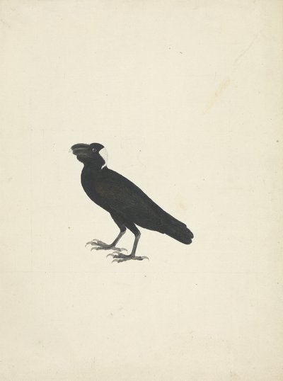 Corvs crassiris (Cuervo de pico grueso) de James Bruce