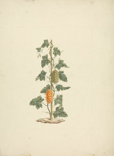 Cucumis metuliferus Naud (Pepino silvestre): dibujo terminado de James Bruce