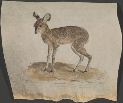 Dik-dik de James Bruce