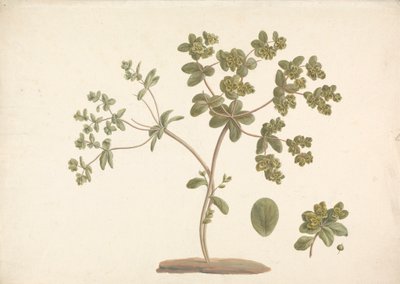 Euphorbia helioscopia L. (tártago del sol): dibujo acabado de planta con flores, hojas y frutos de James Bruce