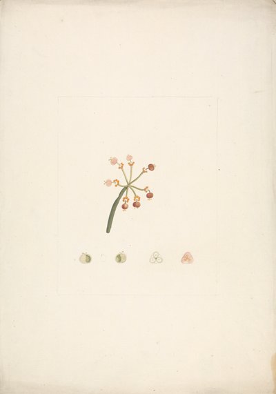 Euphorbia nubica N.E. Br. (tártago de Nubia): dibujo acabado de los brotes floríferos y fructíferos, con detalles de las disecciones florales de James Bruce