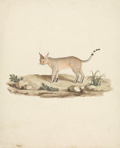 Felis caligata (lince calvo) de James Bruce