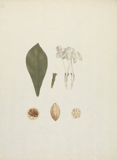 Gardenia ternifolia Schum.& Thonn. (Jovis-Tonantis): dibujo acabado con detalle adicional del fruto de James Bruce