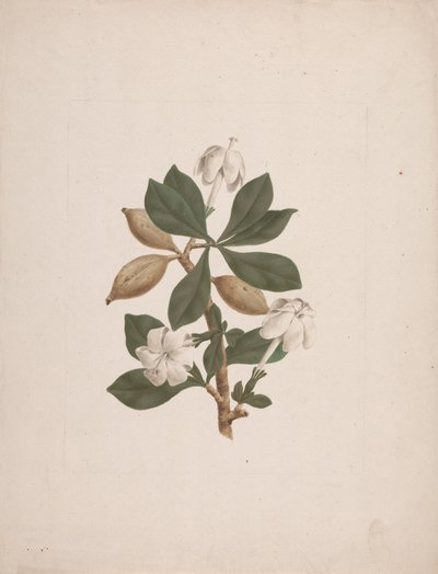 Gardenia ternifolia Schum.& Thonn. (Gardenia silvestre): dibujo acabado de James Bruce