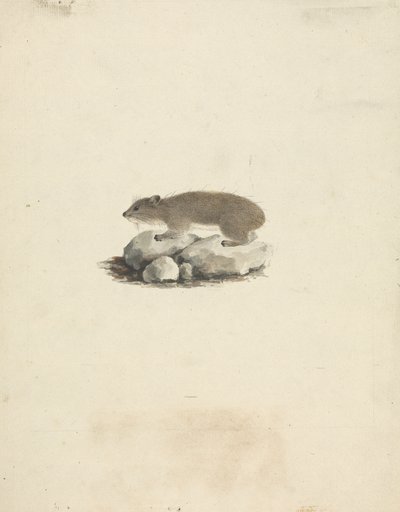 Heterohyrax brucei (damán de las rocas) de James Bruce