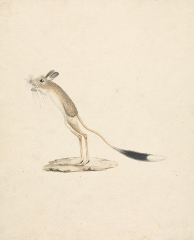 Jerboa de James Bruce