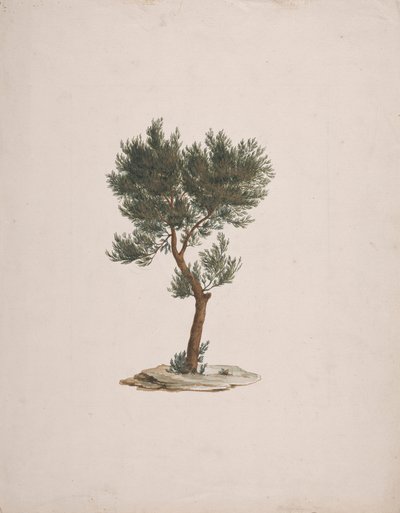 Juniperus procera Endl. (Cedro africano): dibujo acabado del porte de los árboles de James Bruce
