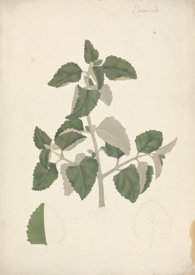 Labiatae (especies indeterminadas): dibujo acabado de un brote frondoso, sin flores de James Bruce