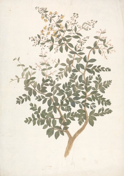 Lawsonia inermis L. (Henna): dibujo acabado de un brote frondoso en flor de James Bruce