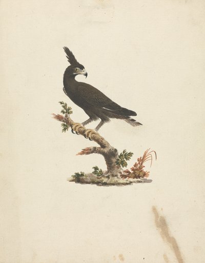 Lophaetus occipitalis (Águila cuellilarga) de James Bruce
