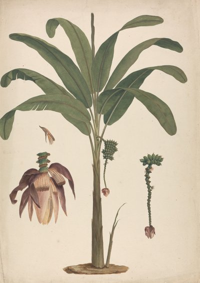 Musa x sapientum L. (Banana): dibujo acabado con detalles de la inflorescencia de James Bruce
