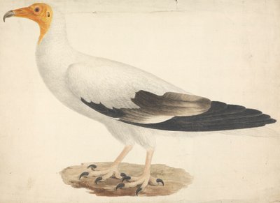 Neophron percnopterus (Alimoche) de James Bruce