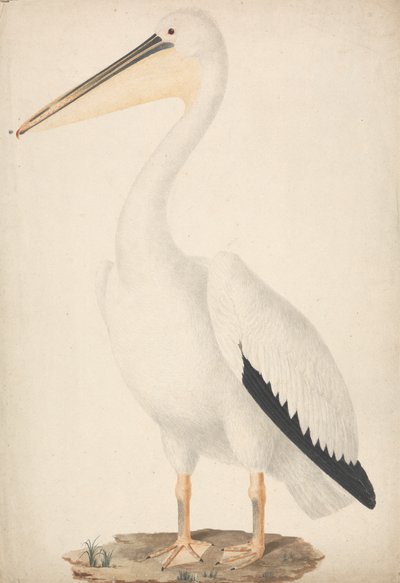 Pelecanus onocrotalus (pelícano blanco) de James Bruce