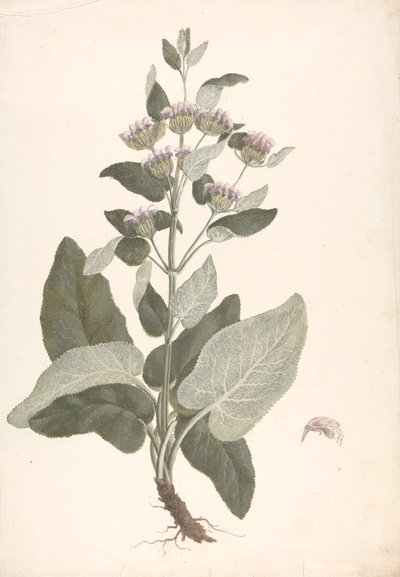 Phlomis herba-venti L. : dibujo acabado de James Bruce