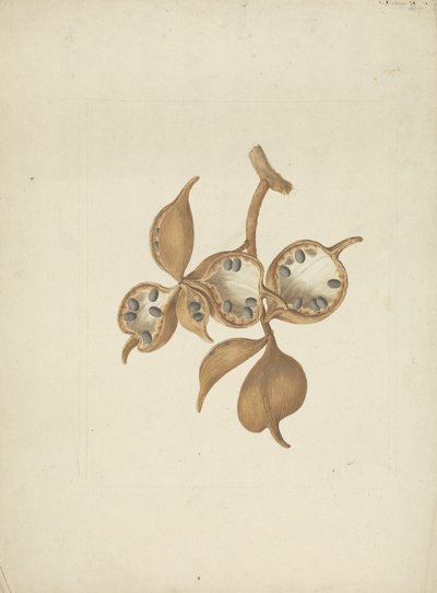 Sterculia africana (Lour.) Fiori: dibujo acabado de tallo con vainas de semillas, algunas abiertas mostrando semillas de James Bruce
