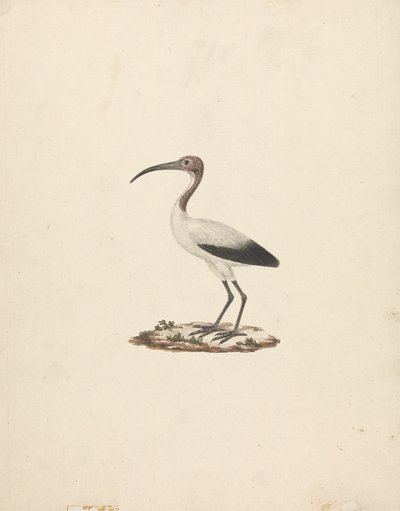 Threkiornis aethiopicus (Ibis sagrado africano) de James Bruce