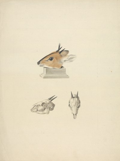 Madoqua (Dik-dik) no identificado: estudio de la cabeza y el cráneo de James Bruce