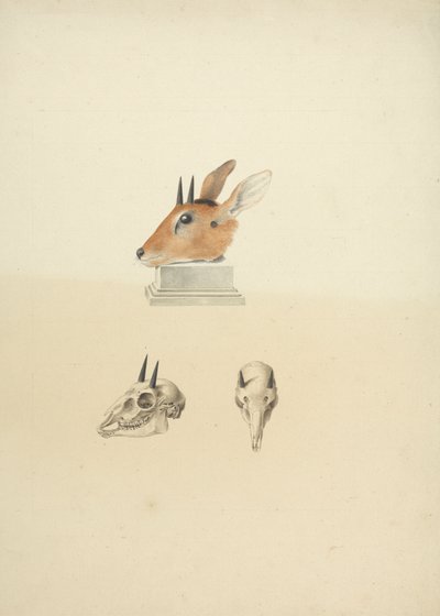 Madoqua (Dik-dik) no identificado: estudio de la cabeza y el cráneo de James Bruce