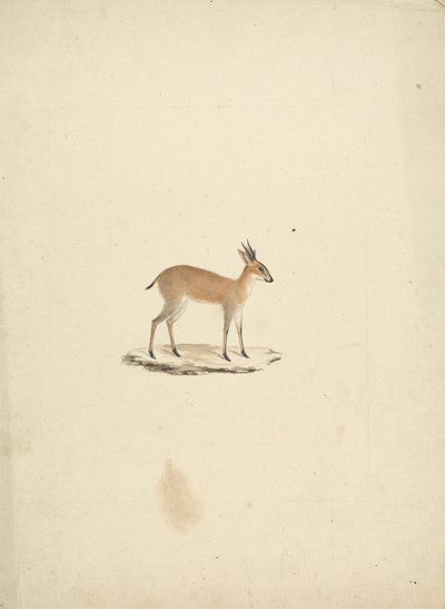 Madogua no identificada (Dik-dik) de James Bruce