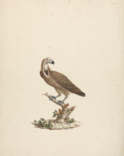 Buitre de James Bruce