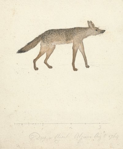 Lobo de James Bruce