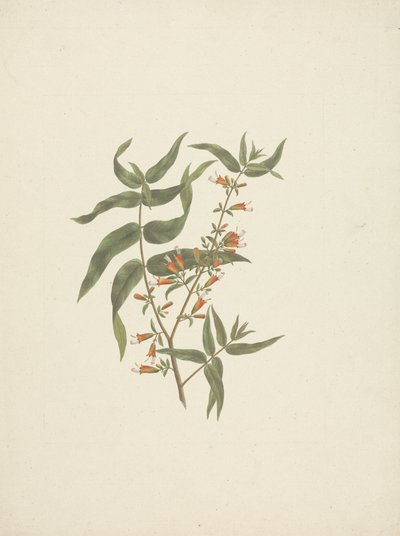 Woodfordia uniflora (A. Rich.) Koehne: dibujo acabado de brote floral de James Bruce