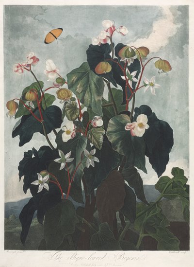 El Templo de Flora, o Jardín de la Naturaleza: La Begonia de Hojas Oblicuas de James Caldwall