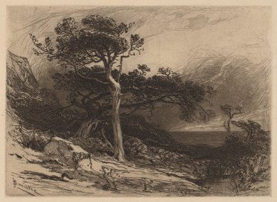 Viejos Cedros, Costa de Maine de James David Smillie