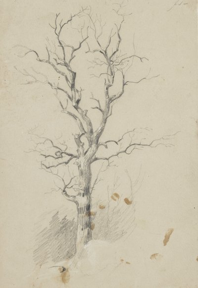 Árbol de James David Smillie
