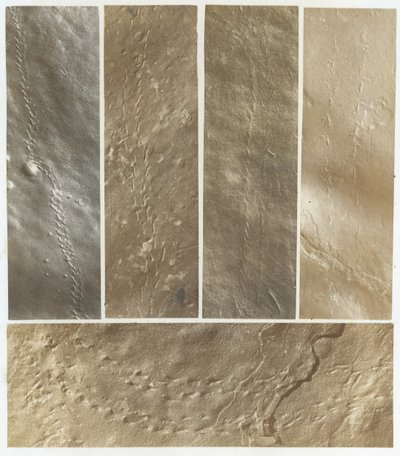Icnografías del arenisca del río Connecticut, publicado en 1861 de James Deane