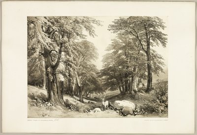 Hayas en el Parque Arundale, de The Park and the Forest de James Duffield Harding
